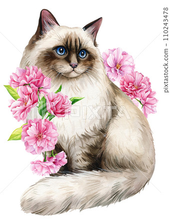 Cute cat with pink apple flowers, sakura. Ragdoll Watercolor painting illustration, Spring Animal for design, poster Cute cat with pink apple flowers, sakura. Ragdoll Watercolor painting illustration, Spring Animal for design, poster 110243478