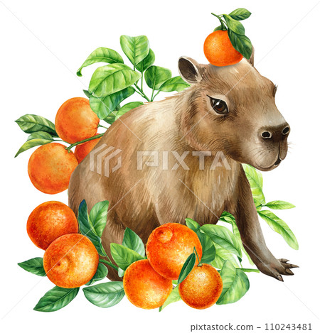 Watercolor capybara and oranges fruits. Hand-drawn cute animals illustration wildlife isolated on a white background.  110243481