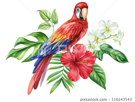 Tropical card, beautiful bird red parrot macaw and plant watercolor on a white background, summer composition, holiday Tropical card, beautiful bird red parrot macaw and plant watercolor on a white background, summer composition, holiday 110243543