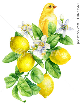 Canary sits on a branch with lemons fruits and flowers drawing, Yellow bird, spring hand-drawn watercolor illustration Canary sits on a branch with lemons fruits and flowers drawing, Yellow bird, spring hand-drawn watercolor illustration 110243569