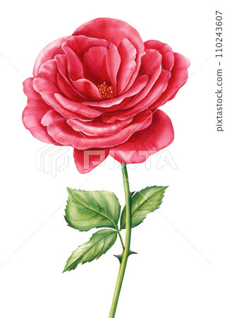 Red Rose flower on isolated white background, Botanical watercolor illustration, Hand drawn floral design element Red Rose flower on isolated white background, Botanical watercolor illustration, Hand drawn floral design element 110243607