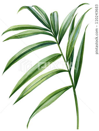 Tropical watercolor palm leaf. Green plants isolated on white background. Watercolor flora illustration Tropical watercolor palm leaf. Green plants isolated on white background. Watercolor flora illustration 110243683