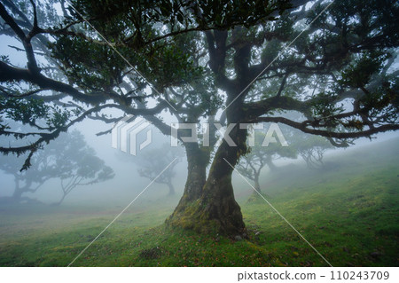 Fanal forest , old mystical tree in Madeira island, Unesco 110243709