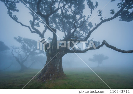 Fanal forest , old mystical tree in Madeira island, Unesco 110243711