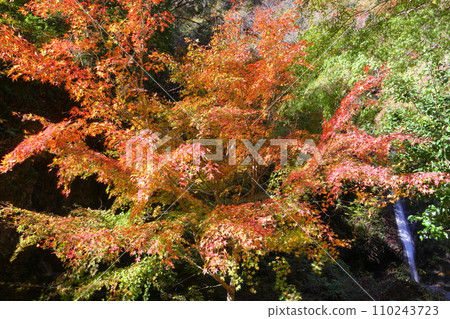 Kaminozawa, Minano-machi, Chichibu-gun, Saitama Prefecture. Chichibu Kegon Falls, one of the three Hinozawa waterfalls and named after Kegon Falls in Nikko, and autumn leaves. 110243723
