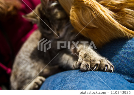 Intimate Moment of Tranquility with Sleeping Grey Tabby Cat on Denim Intimate Moment of Tranquility with Sleeping Grey Tabby Cat on Denim 110243925