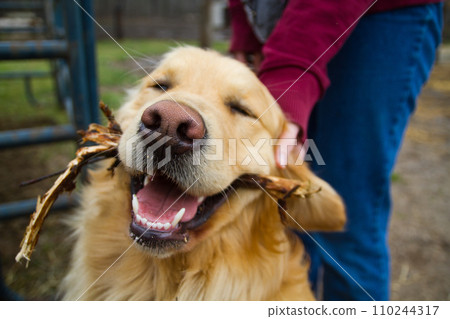 Joyful Golden Retriever with Stick during Playtime Outdoors, Being Pet by Owner Joyful Golden Retriever with Stick during Playtime Outdoors, Being Pet by Owner 110244317