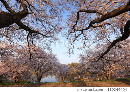 Sakura9511 110244404