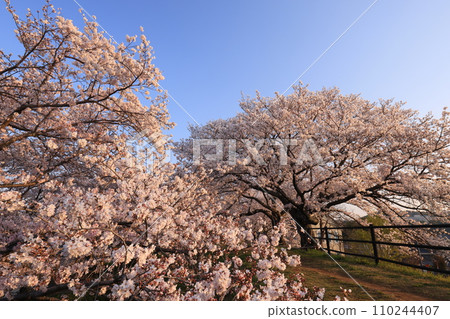 櫻花9515 110244407