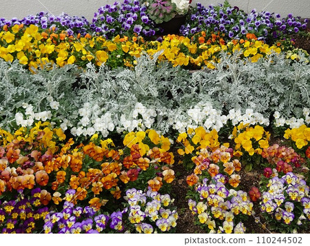 A colorful pansy flower bed A colorful pansy flower bed 110244502