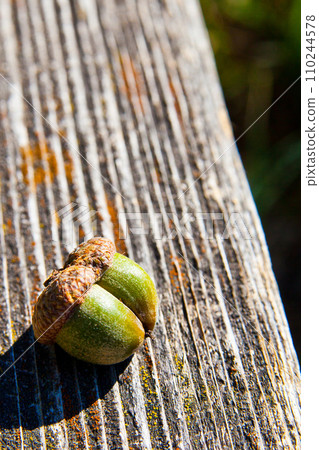 Sunlit Green Acorn on Textured Wood in Natural Closeup 110244578