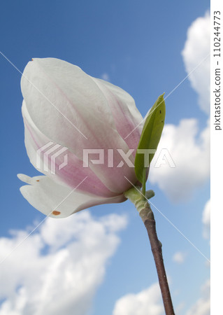 Springtime Magnolia Bloom Against Bright Blue Sky Springtime Magnolia Bloom Against Bright Blue Sky 110244773