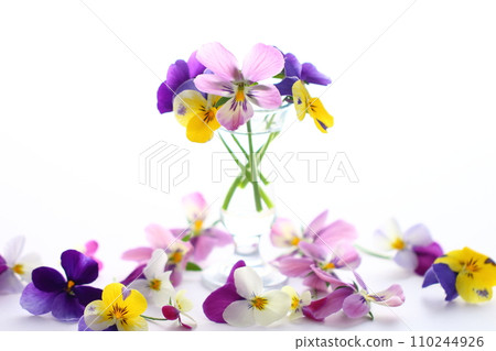 美麗的三色紫羅蘭花 美麗的三色紫羅蘭花 110244926