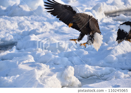 Steller's sea eagle, drift ice of Rausu, Shiretoko peninsula, Hokkaido Steller's sea eagle, drift ice of Rausu, Shiretoko peninsula, Hokkaido 110245065