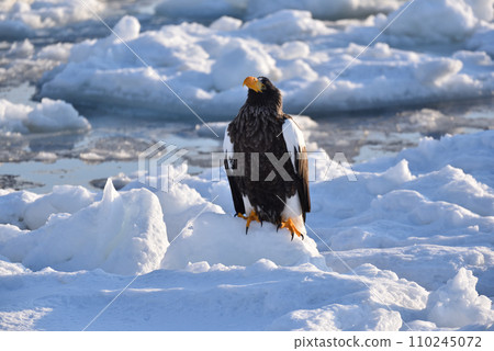 Steller's sea eagle, drift ice of Rausu, Shiretoko peninsula, Hokkaido Steller's sea eagle, drift ice of Rausu, Shiretoko peninsula, Hokkaido 110245072