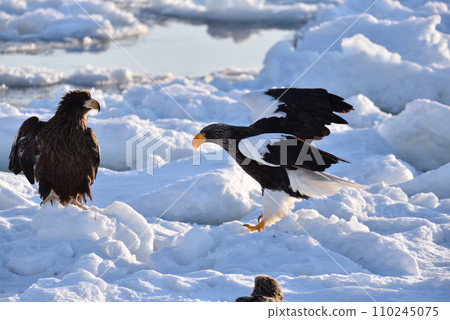 Steller's sea eagle, drift ice of Rausu, Shiretoko peninsula, Hokkaido Steller's sea eagle, drift ice of Rausu, Shiretoko peninsula, Hokkaido 110245075