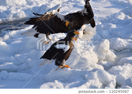 Steller's sea eagle, drift ice of Rausu, Shiretoko peninsula, Hokkaido Steller's sea eagle, drift ice of Rausu, Shiretoko peninsula, Hokkaido 110245087