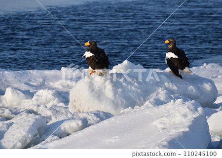 北海道知床半島羅臼浮冰海雕 110245100