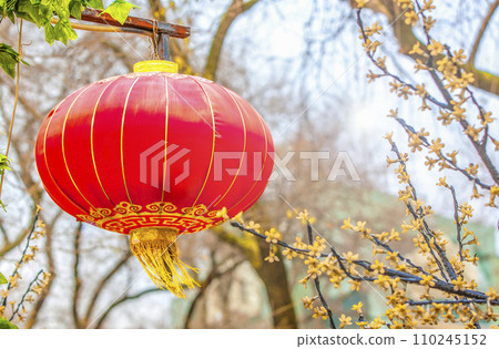 Red chinese lamp on the tree in new year Red chinese lamp on the tree in new year 110245152