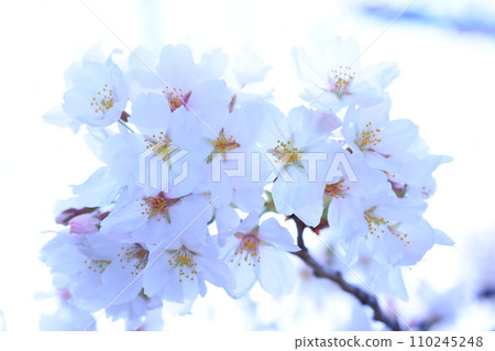 櫻花9261 110245248