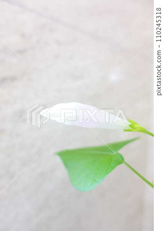 牽牛花 牽牛花 芽 110245318