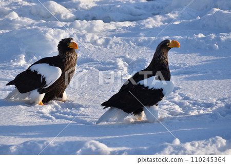 北海道知床半島羅臼浮冰海雕 110245364