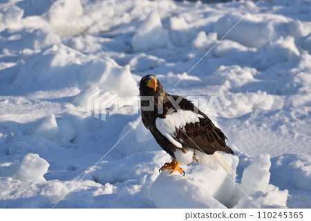 Steller's sea eagle, drift ice of Rausu, Shiretoko peninsula, Hokkaido 110245365