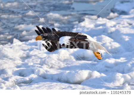 Steller's sea eagle, drift ice of Rausu, Shiretoko peninsula, Hokkaido Steller's sea eagle, drift ice of Rausu, Shiretoko peninsula, Hokkaido 110245370