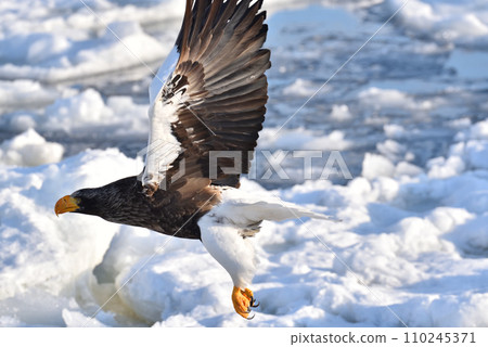 Steller's sea eagle, drift ice of Rausu, Shiretoko peninsula, Hokkaido Steller's sea eagle, drift ice of Rausu, Shiretoko peninsula, Hokkaido 110245371
