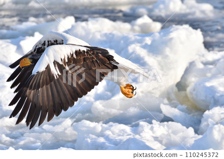 Steller's sea eagle, drift ice of Rausu, Shiretoko peninsula, Hokkaido Steller's sea eagle, drift ice of Rausu, Shiretoko peninsula, Hokkaido 110245372