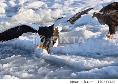 Steller's sea eagle, drift ice of Rausu, Shiretoko peninsula, Hokkaido Steller's sea eagle, drift ice of Rausu, Shiretoko peninsula, Hokkaido 110245388