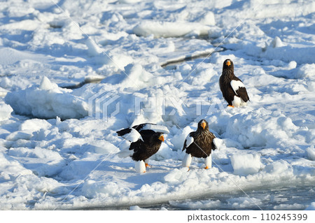 Steller's sea eagle, drift ice of Rausu, Shiretoko peninsula, Hokkaido 110245399