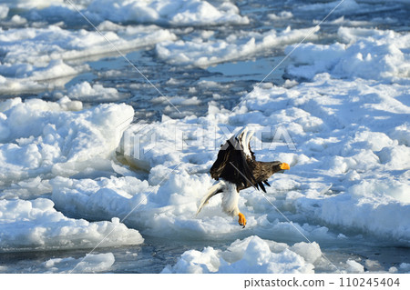 Steller's sea eagle, drift ice of Rausu, Shiretoko peninsula, Hokkaido 110245404