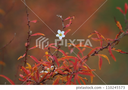 冬季花園裡盛開的小白花和紅葉的雪柳 110245573