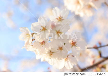 櫻花9036 櫻花9036 110245644