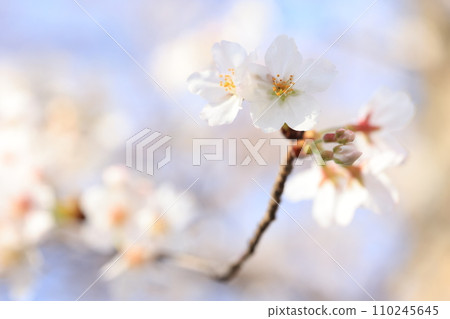 Sakura9328 Sakura9328 110245645