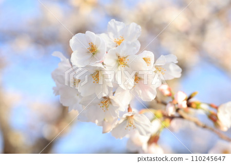 Sakura9042 110245647