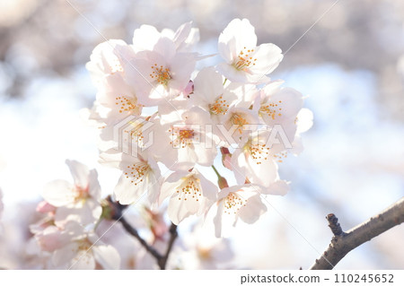 Sakura9334 Sakura9334 110245652