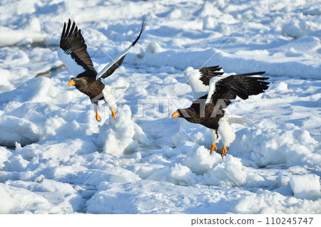 Steller's sea eagle, drift ice of Rausu, Shiretoko peninsula, Hokkaido Steller's sea eagle, drift ice of Rausu, Shiretoko peninsula, Hokkaido 110245747