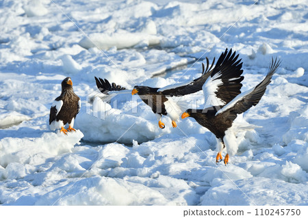 Steller's sea eagle, drift ice of Rausu, Shiretoko peninsula, Hokkaido 110245750