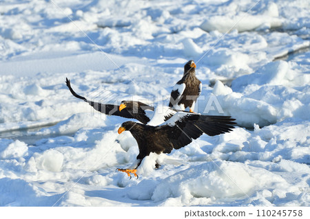 Steller's sea eagle, drift ice of Rausu, Shiretoko peninsula, Hokkaido 110245758