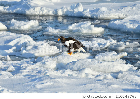 Steller's sea eagle, drift ice of Rausu, Shiretoko peninsula, Hokkaido 110245763
