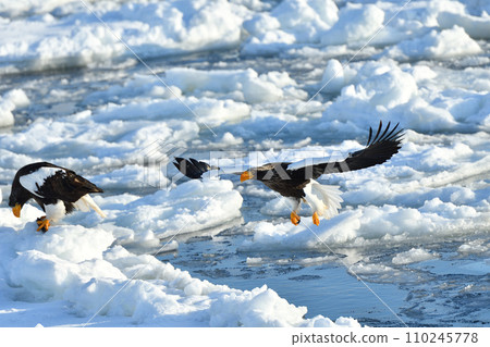 Steller's sea eagle, drift ice of Rausu, Shiretoko peninsula, Hokkaido 110245778
