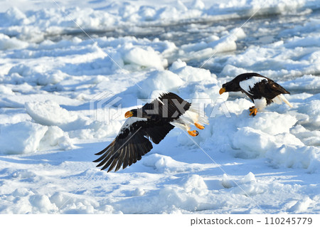 Steller's sea eagle, drift ice of Rausu, Shiretoko peninsula, Hokkaido Steller's sea eagle, drift ice of Rausu, Shiretoko peninsula, Hokkaido 110245779