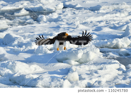 Steller's sea eagle, drift ice of Rausu, Shiretoko peninsula, Hokkaido 110245780