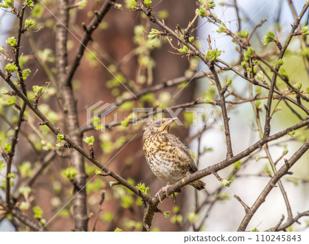 A fieldfare chick, Turdus pilaris, has left the nest and is sitting on a branch. A chick of fieldfare sitting and waiting for a parent on a branch. 110245843