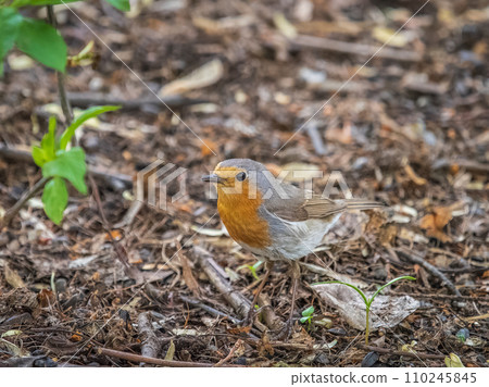 European Robin, Erithacus rubecula, song bird sits on ground in the spring forest or park 110245845
