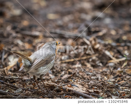 European Robin, Erithacus rubecula, song bird sits on ground in the spring forest or park 110245846