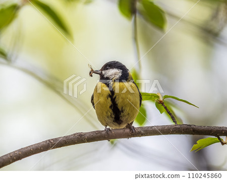 Great Tit sitting in a hedge with flys in its beak 110245860