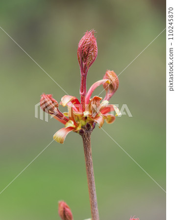 Fresh maple leaves with flowers and seeds 110245870